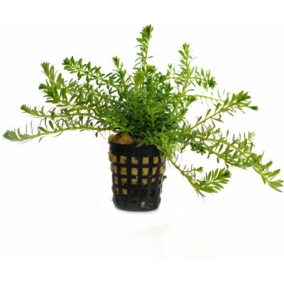 Rotala nanjenshan – Zboží Dáma