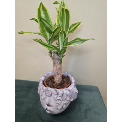 Dracaena Fragrans Yellow Coast – Hledejceny.cz