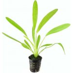Echinodorus uruguayensis - Šípatkoves uruguayský – Zboží Dáma