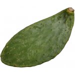 TeraSvět Krmná opuncie pro plazy 700-800 g – Zboží Mobilmania