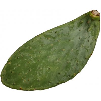 TeraSvět Krmná opuncie pro plazy 700-800 g – Zboží Mobilmania