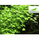 Hydrocotyle sp. Japan – Zbozi.Blesk.cz