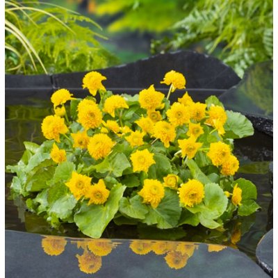 Caltha palustris 'Multiplex' – košík 9x9 cm – Zboží Dáma
