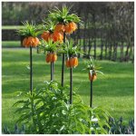 Řebčík královský Aurora - Fritillaria imperialis - cibule řebčíku - 1 ks – Zboží Mobilmania