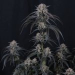 Fast Buds Mango Frost Auto semena neobsahují THC 3 ks – Sleviste.cz