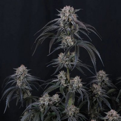 Fast Buds Mango Frost Auto semena neobsahují THC 3 ks – Sleviste.cz