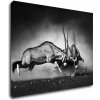 Obraz Impresi Obraz Antilopy černobílé - 90 x 70 cm