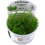 Tropica Taxiphyllum sp. Flame – Zboží Mobilmania