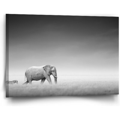 Sablio Obraz Slon a zebra - 90x60 cm – Zboží Mobilmania
