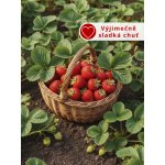 Jahodník 'Korona' 12 ks poloraný Sazenice: Frigo sadba "A" standard 12 ks – HobbyKompas.cz