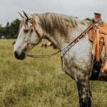 *W* Uzdečka a poprsník Cassini Tyrkys - Horse – Sleviste.cz