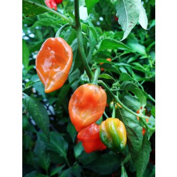 Habanero Orange