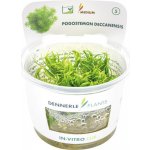 Pogostemon deccanensis – Hledejceny.cz