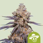 Royal Queen Seeds Mexican Rush Auto semena neobsahují THC 3 ks – Zboží Dáma