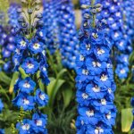 Stračka velkokvětá Pacific směs - Delphinium cultorum - semena stračky - 130 ks – Hledejceny.cz