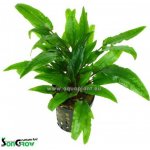 Kryptokoryna Green crisped leaf – Hledejceny.cz