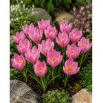 Krokus podzimní 'Zonatus' 10 ks – Sleviste.cz
