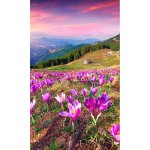 Dimex MS-2-0064 vliesová fototapeta na zeď Krokusy na jaře rozměry 150 x 250 cm – Zboží Mobilmania