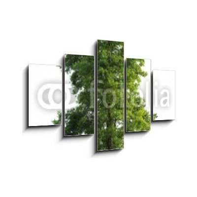 Obraz 5D pětidílný - 150 x 100 cm - Tree isolated Strom izolovaný – Hledejceny.cz
