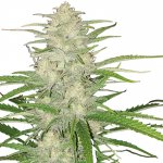 Nuka seeds MEGATON semena neobsahují THC 3 ks – Sleviste.cz