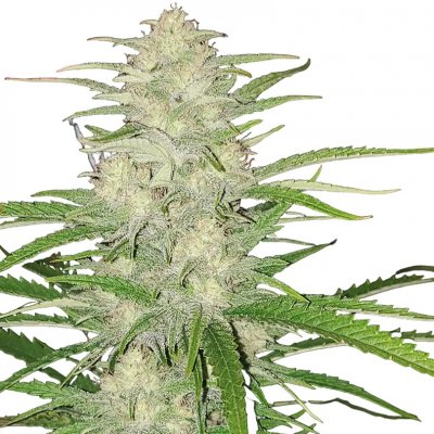 Nuka seeds MEGATON semena neobsahují THC 3 ks – Sleviste.cz
