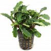 Akvarijní rostlina I--Z Bucephalandra theia green AquaFleur