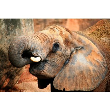 Slon pro štěstí - foto na plátně 50x80 cm