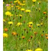 Osivo a semínko Žlutá louka Dukátková - Planta Naturalis - luční směs - 40 g