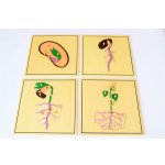 Montessori proces růstu – Sleviste.cz