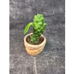 Euphorbia Ritchiei mini (Kaktus, co má listy) – Zboží Dáma