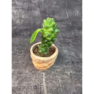 Euphorbia Ritchiei mini (Kaktus, co má listy) – Zboží Dáma