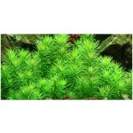 Pogostemon deccanensis – Hledejceny.cz