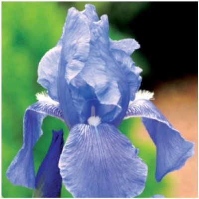 Kosatec modrý - Iris germanica - cibuloviny - 1 ks