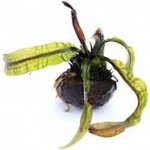 Aponogeton bolivianus – Zboží Dáma