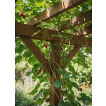 Aktinidie význačná (kiwi) 'Ken´s Red' OV-ACAR-KR-7 50-70 cm, Ko 1,5l – Hledejceny.cz