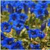 Osivo a semínko Hořec úzkolistý - Gentiana angustifolia - semena - 8 ks