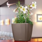Lechuza Květináč Quadro LS Taupe 35 cm – Hledejceny.cz
