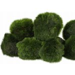 Cladophora aegagropila - Mechová koule 10 ks – Zboží Dáma