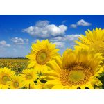 WEBLUX 16872718 Fototapeta vliesová Some yellow sunflowers against a wide field and the blue sky Některé žluté slunečnice proti širokému poli a modré obloze rozměry 200 x 144 cm
