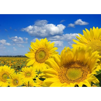 WEBLUX 16872718 Fototapeta vliesová Some yellow sunflowers against a wide field and the blue sky Některé žluté slunečnice proti širokému poli a modré obloze rozměry 200 x 144 cm – Zboží Mobilmania