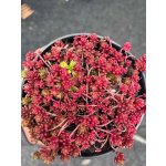 Rozchodník bílý – Hledejceny.cz