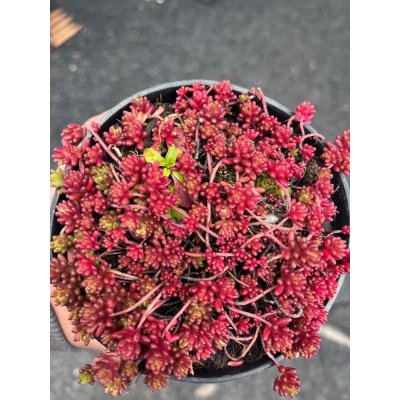 Rozchodník bílý – Hledejceny.cz