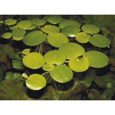 Limnobium laevigatum 5,5 cm – HobbyKompas.cz