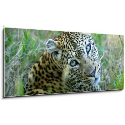 Obraz 1D panorama - 120 x 50 cm - Leopard leopard leopards animální – Hledejceny.cz