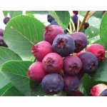 Amelanchier 'Prince William' Prodejní velikost: 060/080, Velikost hrnku: 2 l – Zboží Dáma