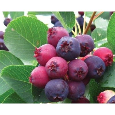 Amelanchier 'Prince William' Prodejní velikost: 060/080, Velikost hrnku: 2 l – Zboží Dáma