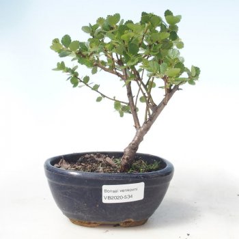 Venkovní bonsai - bříza trpasličí - Betula NANA VB2020-534