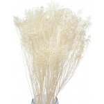 Sušený Broom Bloom bělený, kytice/svazek 45g – Zboží Mobilmania