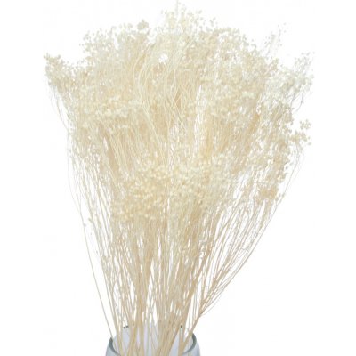 Sušený Broom Bloom bělený, kytice/svazek 45g – Zboží Mobilmania