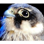 POCO F8 Ultra 16GB/512GB Black – Zboží Mobilmania